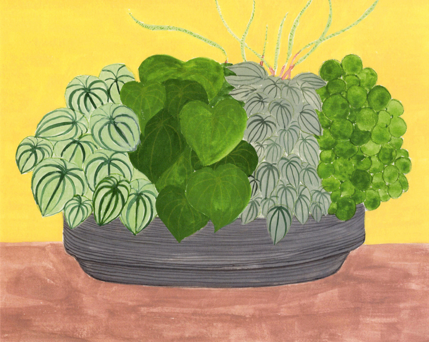A pot of Peperomias
