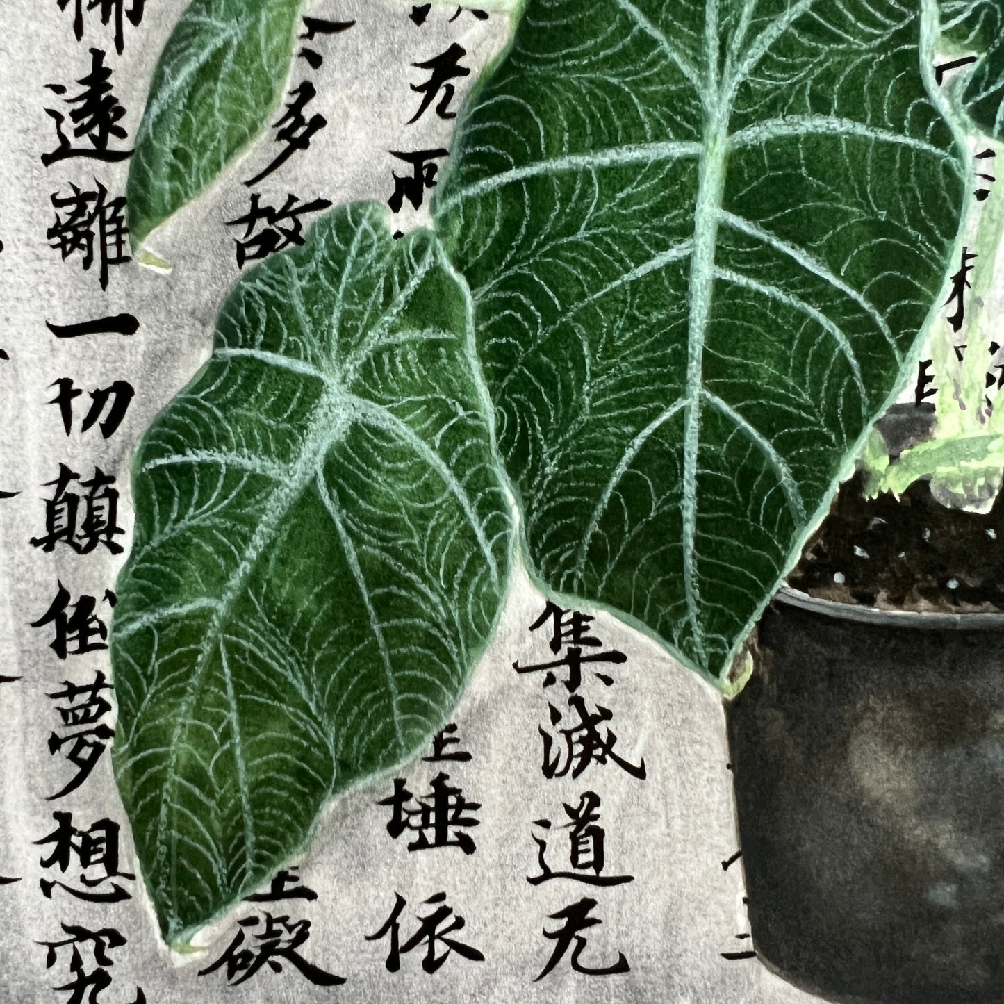 Alocasia Plant and Philosophy Print