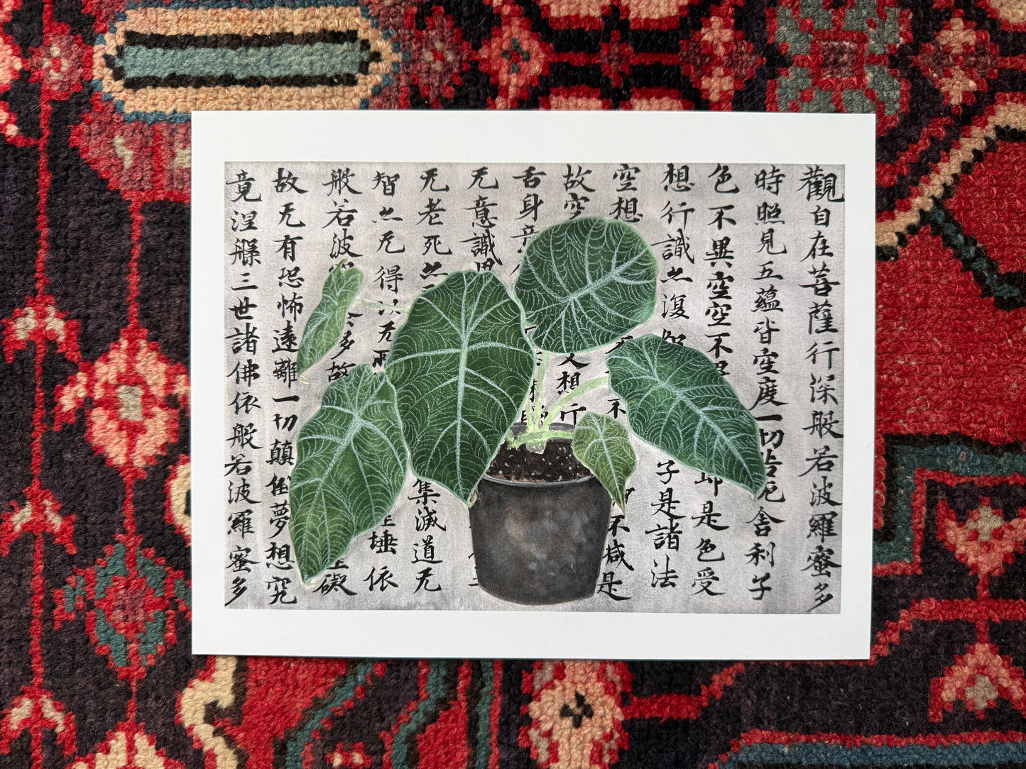 Alocasia Plant and Philosophy Print