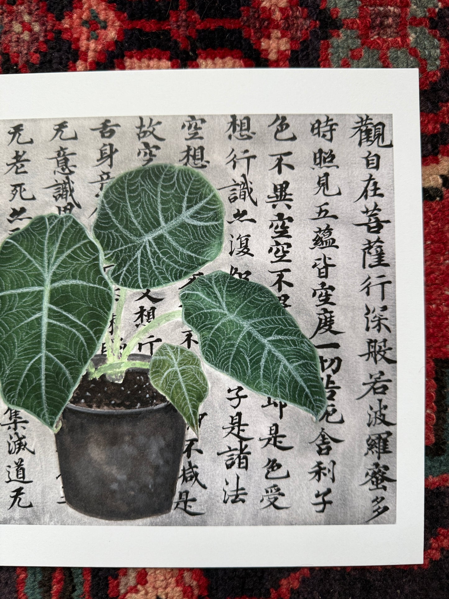 Alocasia Plant and Philosophy Print