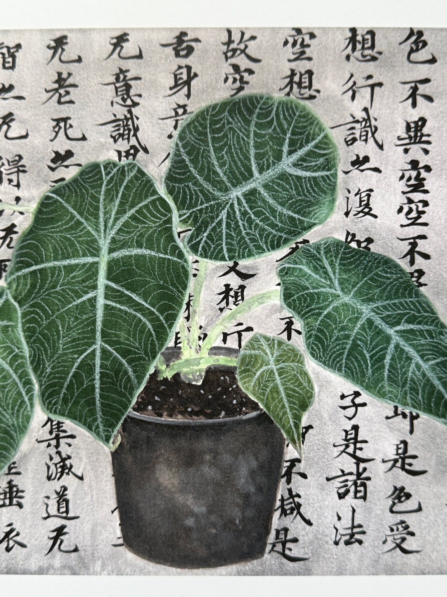 Alocasia Plant and Philosophy Print